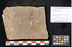 Foto (Objekt + Etikett) von Jordania moravica Helmh. (NHMW-GEO-2024-0188-11138)